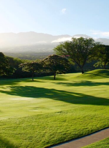 Green Leaf Trees on Grass Field